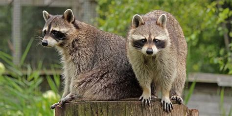 raccoons lifespan in captivity.